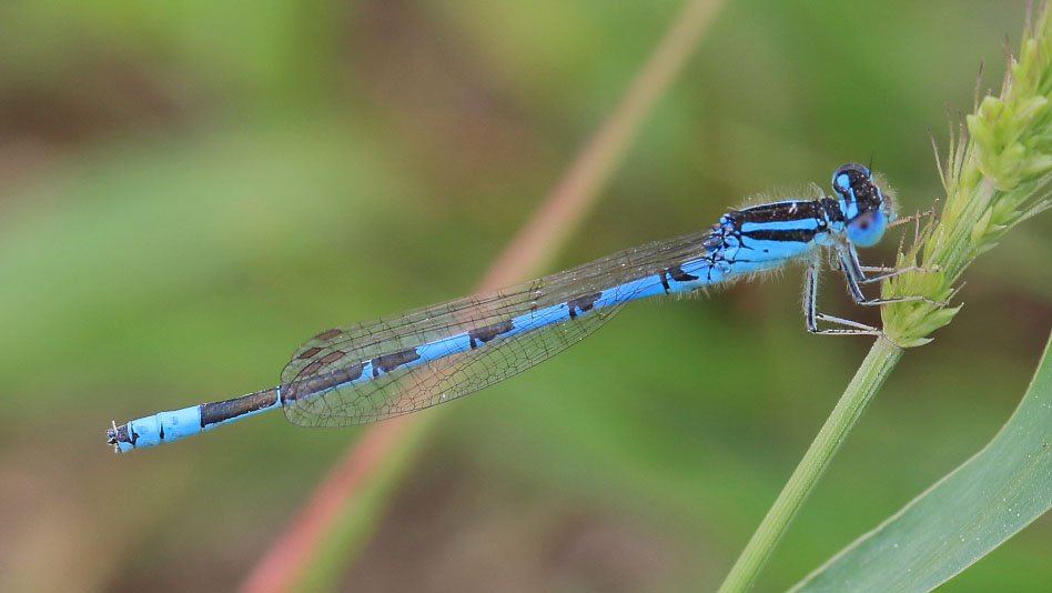 Coenagrion scitulum (Dainty Damselfly) male 3.JPG